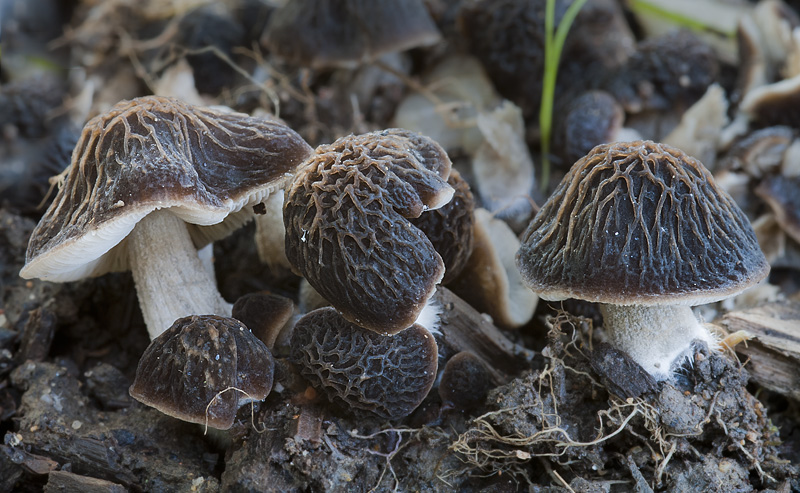 Pluteus thomsonii